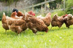S300 Istock Chickens On A Lawn 960